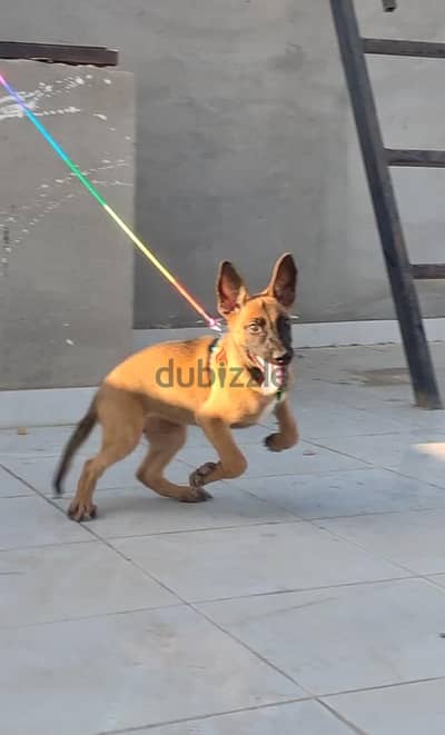 جروايه مالينو 82 يوم