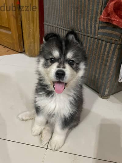 Husky male
