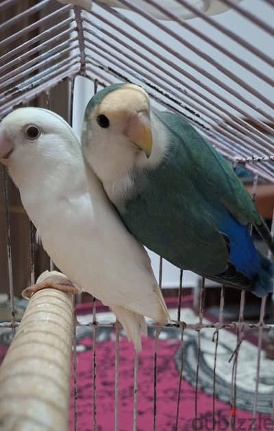 عصافير روز