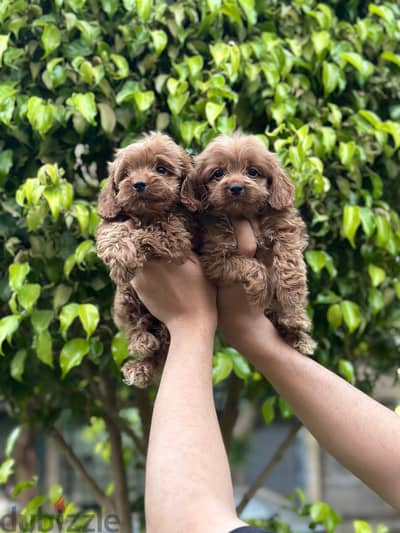cockapoo puppy