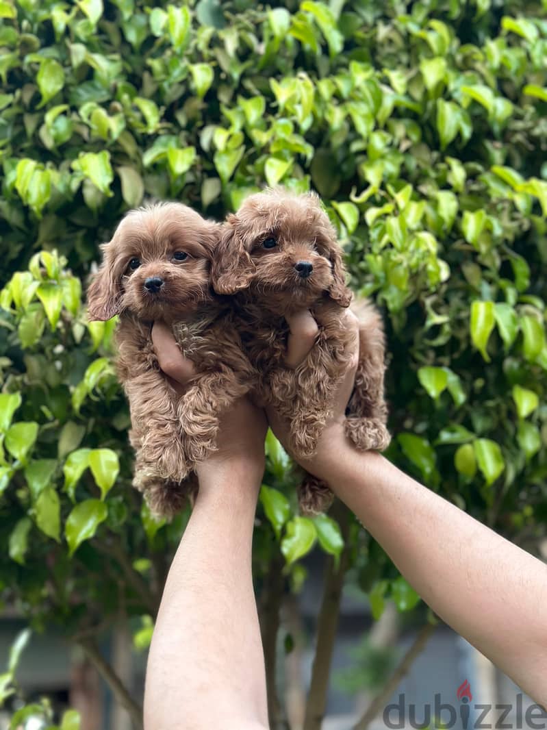 cockapoo puppy 1