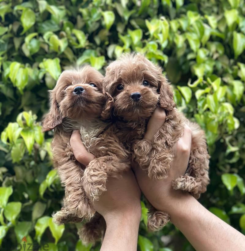 cockapoo puppy 2