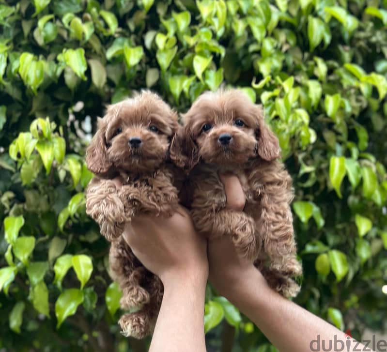 cockapoo puppy 3