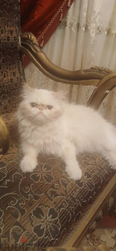 قطه هيمالايا اورنج