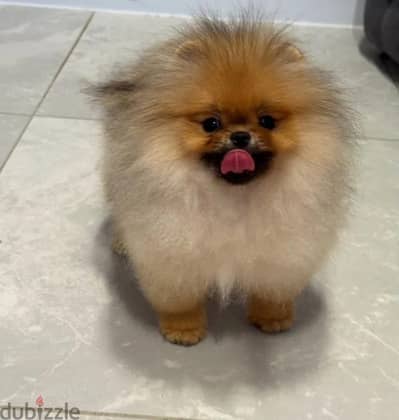 Mini Pomeranian puppy female from Russia