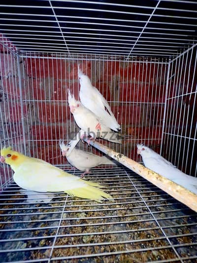 شبابات البينو ولاتينى