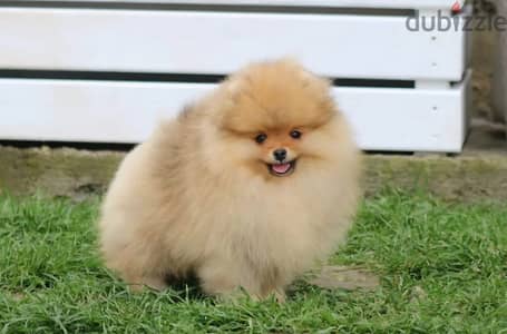 Pomeranian puppy boy from Russia