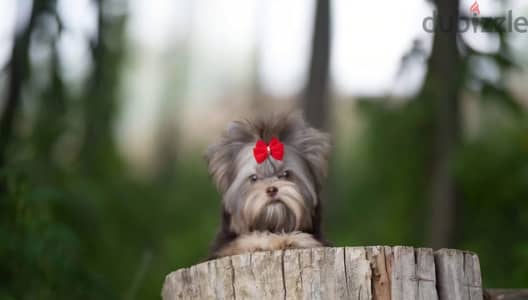 Yorkshire terrier puppy female from Russia
