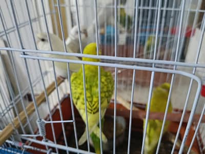 2 جوز عصافير. زينه  الجوز ٢٠٠ جنيه