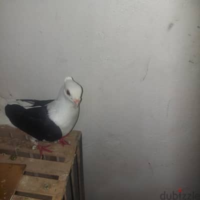 حمام كشك بنيدي  شغال بسم الله  مشاء الله