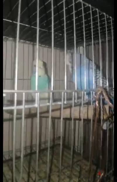 متاح بفضل الله جوز ودكر انصاص مستوي بسم الله ماشاء الله