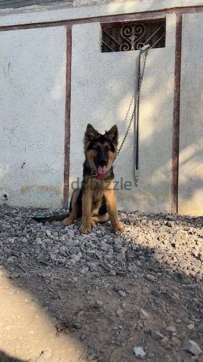 جرو ذكر جيرمن شيبرد واخد كل تطعيماته