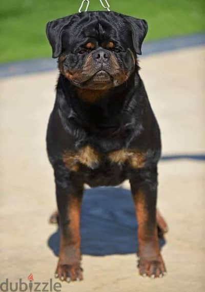 best female rottweiler in egypt diablo timit tor daughter