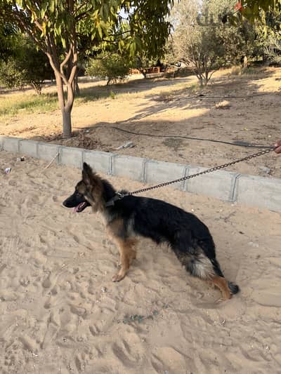 German shepherd جيرمن شيبرد