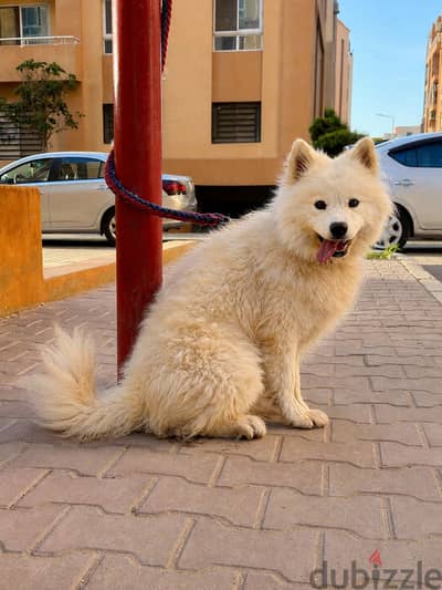 انثى سامويد عمر سنة و نص