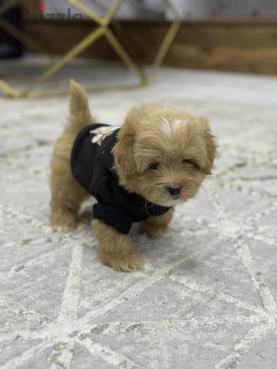 Maltipoo poodle مالتيبو