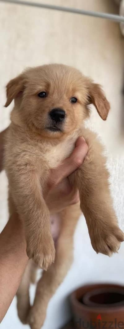 pure golden retriever puppies female available