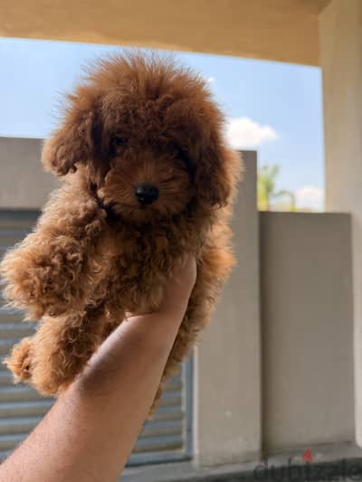Toy Poodle Tea Cup
