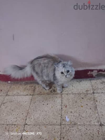 قطه شيرازي للتبني