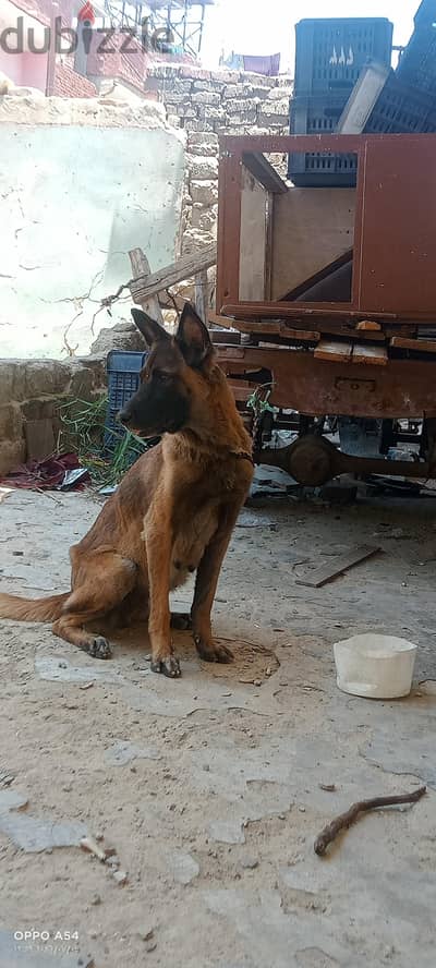 نتايه مالينو