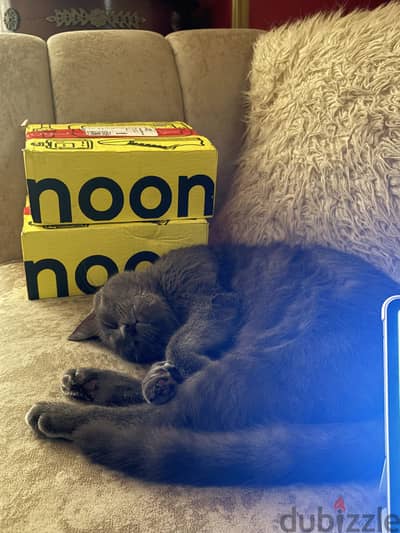 British Male Cat for adoption