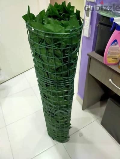 جرين رول