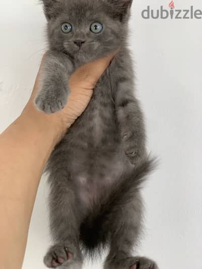 Russian blue cat