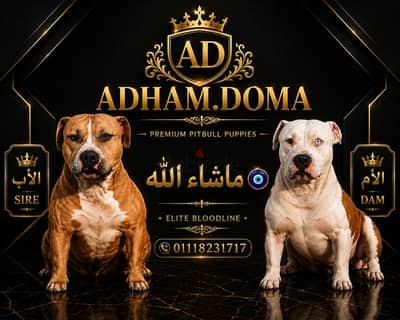 American pitbull terrier puppies