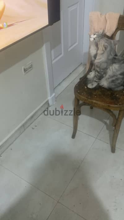 بيحب العب اوي وبياكل اكل القطط