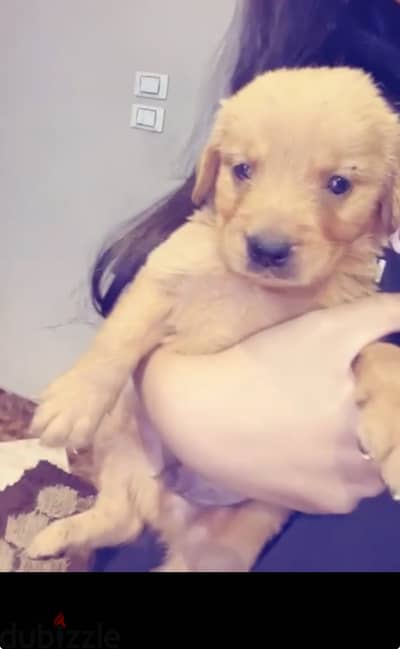 Golden retriever in Hurghada