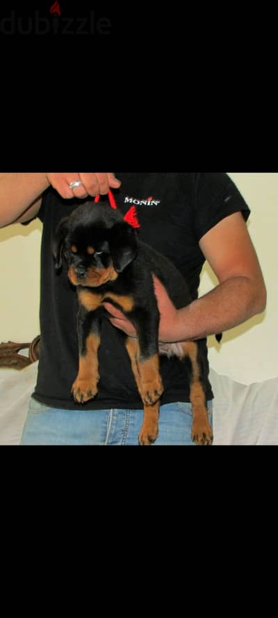 أجمل جرو روت وايلر دكر best rottweiler baby
