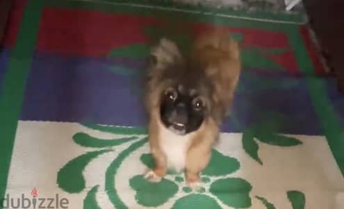 بيكنواة