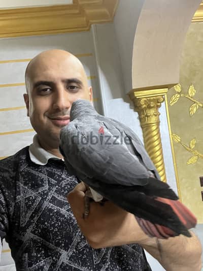 بسم الله مشاء الله ببغاء تمنه هاديه جدا متكمله علي الايد متاح فيدو