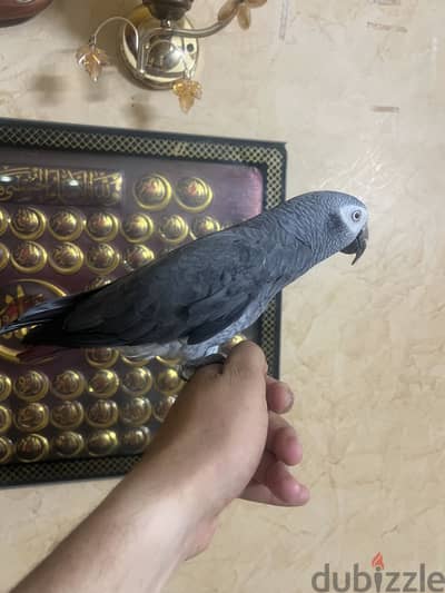 بسم الله مشاء الله ببغاء تمنه هاديه جدا متكمله علي الايد متاح فيدو