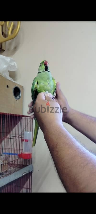 دكر دره هندي
