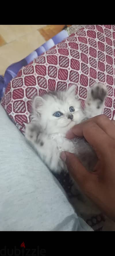 قطه شيرازي