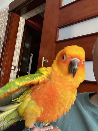 Sun conure two years old