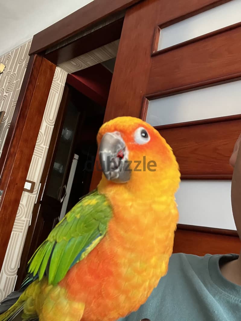 Sun conure two years old 1