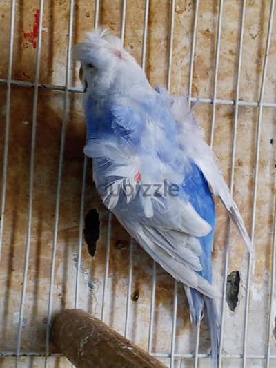 زكر كلير بنفسجى فلل تركيبات رينبو شغال