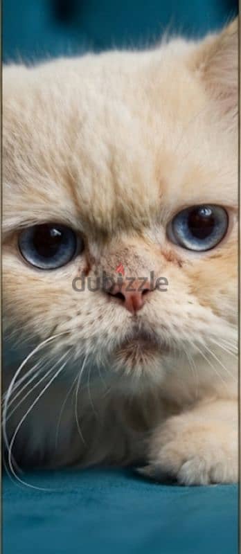 دكر هيمالايا