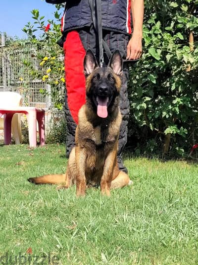 Male malinois 5 month جرو مالينو ٥ شهور