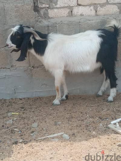 مشروع ماعز كامل