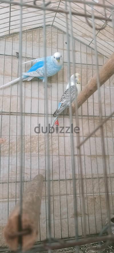 جوز عصافير استرالي العشرين فيصل 01146982262