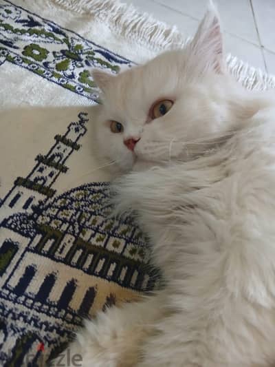 قطه شيرازي