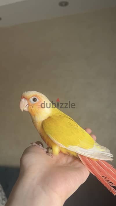 صن شيك