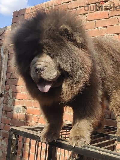 Female chow chow تشاو تشاو