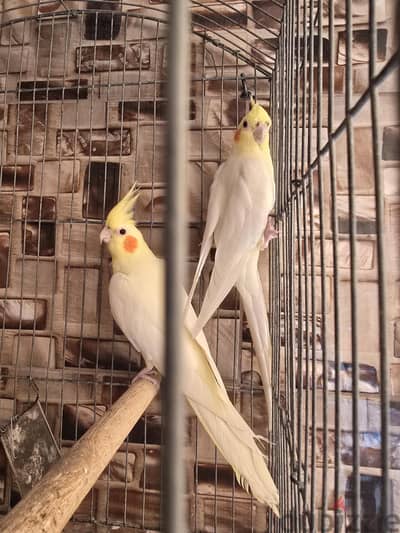 قص لاتينى عين حمرا شغال