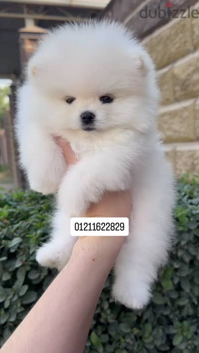 Pomeranian puppies بومرينيان