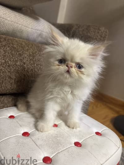 Himalayan persian cat