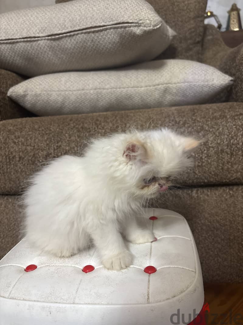 Himalayan persian cat 1